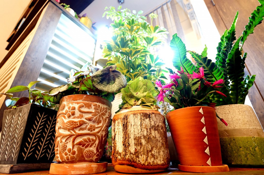 最近の店内！植物事情！【4/11・12は定休日です】