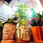 最近の店内!植物事情!【4/11・12は定休日です】