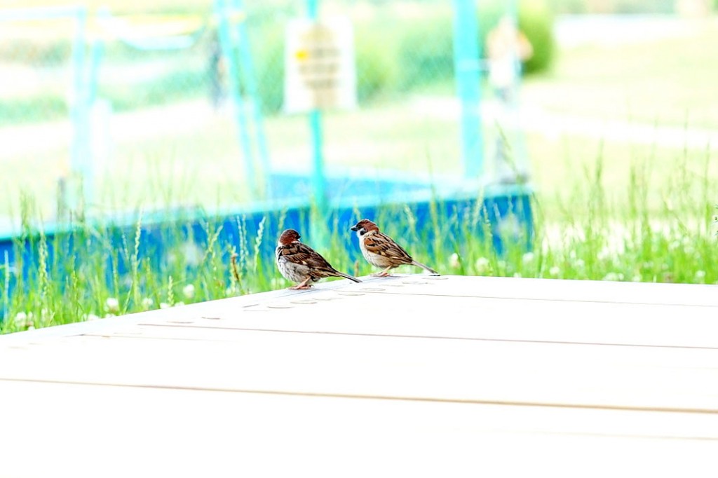 2016　・6月の別れと7月の出会い　[定休日お知らせ]