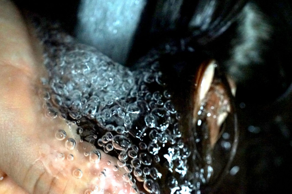 シャンプー時に使用のシャワーヘッド　[マイクロバブル編]