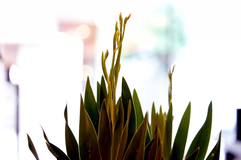 祇園祭という文化にダルマ日扇を飾ってみる。