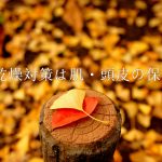 冬の乾燥対策と対策プロダクト【ビタミンEが大事】